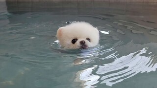 A puppy falls into the swimming pool without the life jacket 