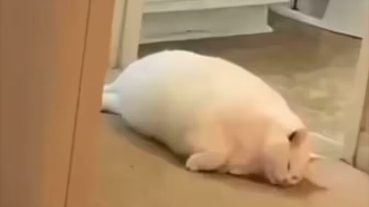 “No little milk cat fights!”