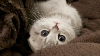 I gave the kitten a blanket and it was too angelic Scottish Fold Lulu