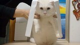 [Pets] My White Kitten Mimicking TV Series