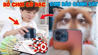 Thú Cưng Vlog | Ngáo Husky Troll Bố #40 | Chó husky vui nhộn thông minh | Dog husky funny smart