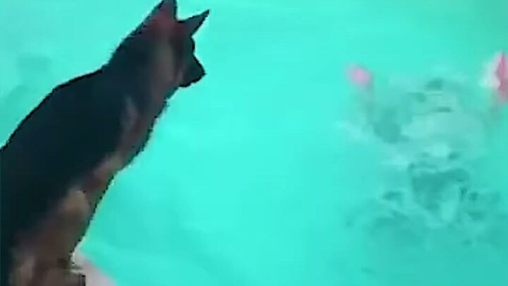 Hãy đối xử tốt với chó nhà bạn – sự trung thành của chúng có thể cứu mạng bạn trong những thời khắc 