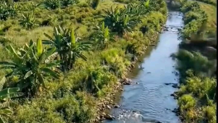 Forest & River Renovation