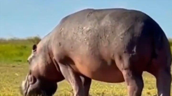 Hippopotamus: A Strange Amphibious Animal