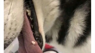 [Silly reply] The dog was so excited when eating that he suddenly screamed. I felt so sad when I saw