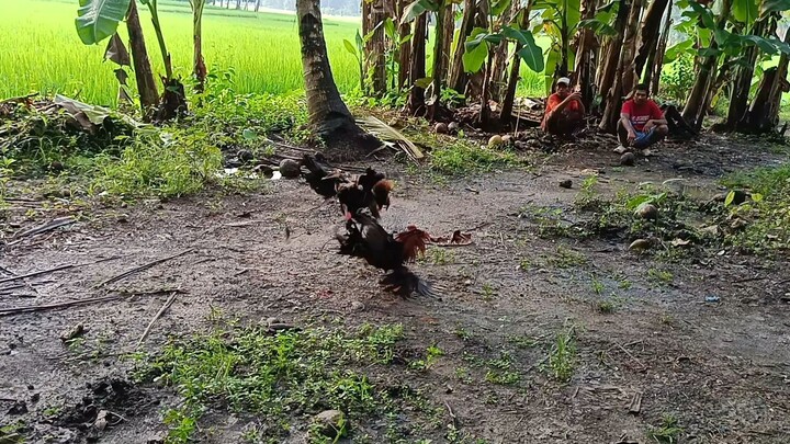Salpukan grabeng angas ng mga manok na to at ang lalakas! panalo palahi ko! vs 3x winner 3y/o