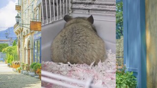 CUTE PET #น่ารัก&ตลก #5555+