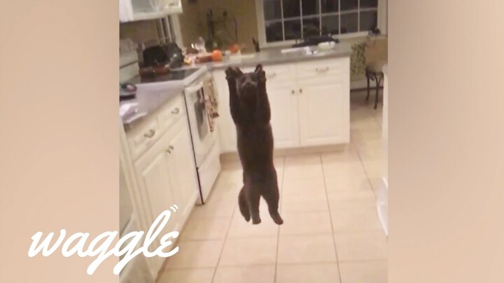 Flying Cats | Funny Pet Compilation