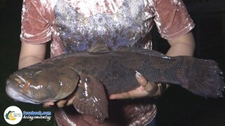 Hơn Nửa Đời Người Mới Thấy CÁ BỐNG TƯỢNG KHỔNG LỒ 4.1 KG | Hội Ngộ Miền Tây - Tập 400