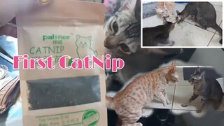 High of catnip |Big Catnip fight  for my kitties watch till the end very funny