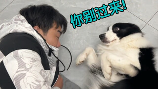 Bagaimana reaksi anjing Husky saat pemiliknya tidur di rumah anjingnya?