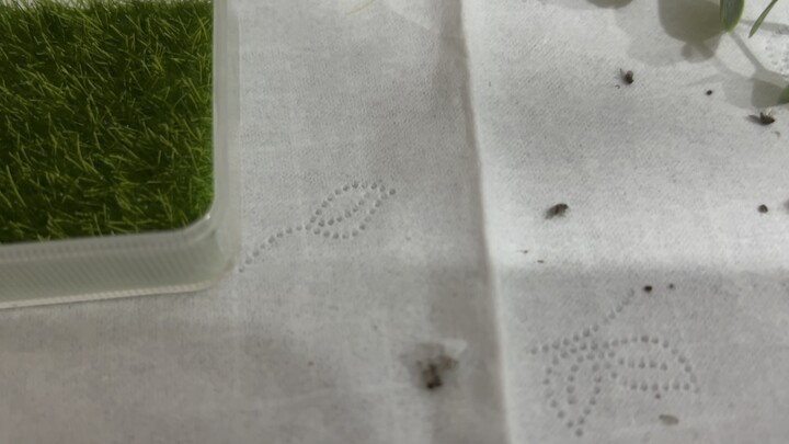 Waktunya ‘Sesuatu Setiap Hari’! Hari ini adalah 🧹 hari bersih-bersih!