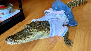Hanfu Baru Buaya Kecil