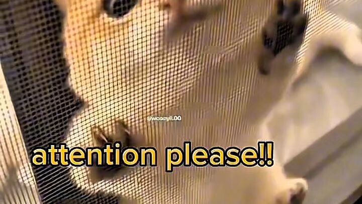 KETEMPELAN MAKHLUK HALUS #hok #HonorOfKings #korveleon   #eventhonorofkings #hokcampcamp