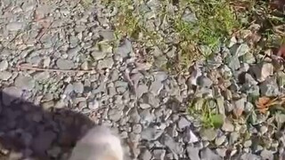 วันนี้เสี่ยวจูไปหลายที่แล้วเจอเพื่อนมากมาย🐾🐿️