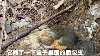 وضعت بعض الطعام في البرية، فجاء هذا العدد الكبير من المخلوقات اللطيفة، وهذا الماكر حمل الطعام اللذيذ