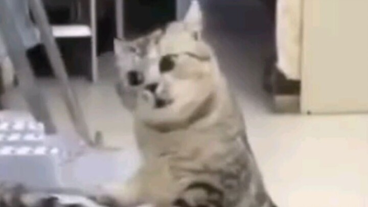 Apakah kamu mengajariku cara menjadi kucing?