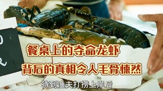 餐桌上的夺命龙虾，背后的真相令人毛骨悚然