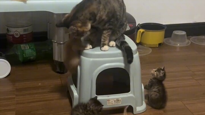 Dù là ai chăm con cũng phát điên thôi! Có thể thấy mèo mẹ gần như đã suy sụp rồi.