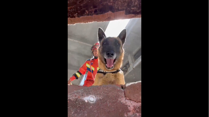 When the police dog finds you, it even gives you a cute smile!