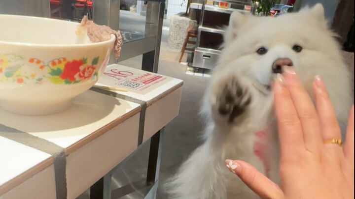 Không có gì thú vị hơn việc đi săn, vậy tại sao bạn không mang chó đi ăn lẩu nhỉ?