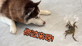 Anjing Husky melihat kepiting, anjing Border Collie melihat kepiting, perbedaan keberaniannya langsu