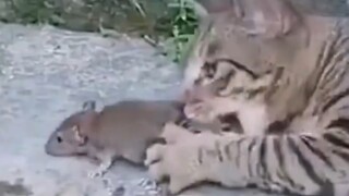 “没什么逝的话，我就先挂了。”
