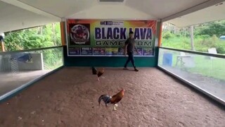 BLACK LAVA GAMEFARM BATTLESTAG