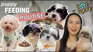 FEEDING ROUTINE NG MATCHAPUPS | PUPPY FEEDING ROUTINE | PAANO MAGPAKAIN NG SHIH TZU PUPPY