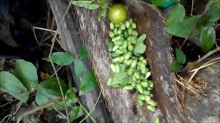 Harvesting wild cucumber