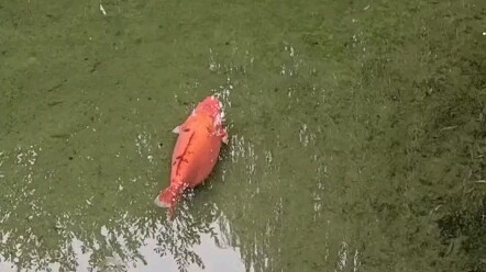 No worries about food and clothing, just living life to the fullest!