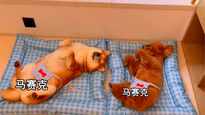 Pudding is a dog with her own mind.