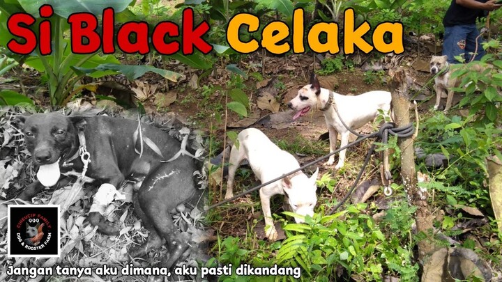 Main ke hutan malah terjadi insiden
