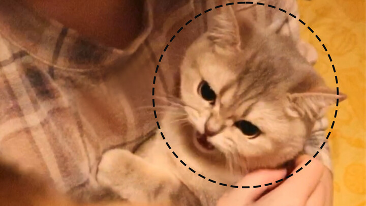 Older  Cat Fudan Meets Younger Brother Susu For The First Time!
