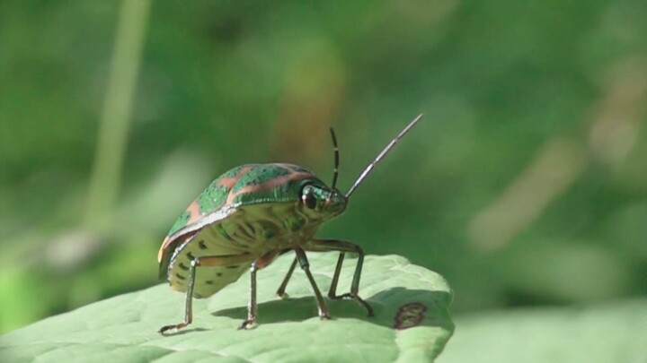 Real "Transformers": When the Insects Spread Their Wings