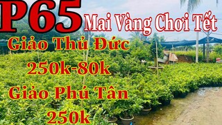 Mai vàng chơi tết p65 | 0909502080 C.Út | Mai Phú tân 250k - thủ đức 250k-80k Bao Ship Toàn Quốc