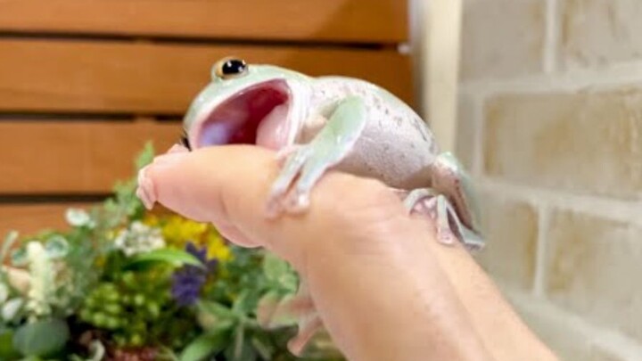 [Grandpa Frog] I just love my owner’s hands so much~