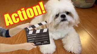 Shih Tzu Knows How to Turn Around On The Stool- Watch His Acting Skills In The End (So Cute)