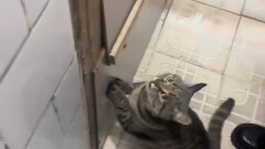 Mèo hào phóng tắm rửa