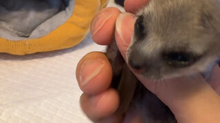 تعالَ وشاهد ابن المينك الصغير الذي ولد للتو 🥸 #ابن المينك أتمنى له النمو بصحة جيدة