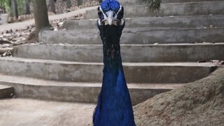 Mengikuti seekor merak selama sepuluh menit, membuatnya merasa bingung