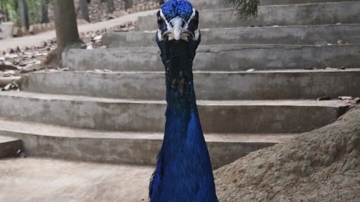 Theo dõi một con công trong mười phút, khiến nó cảm thấy vô cùng khó hiểu