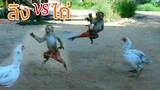 ลิง vs ไก่ สู้กันดุเดือดมาก (มีสองคู่)