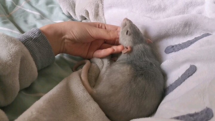 【Javanese spiny mouse】 Don’t stop here—here’s a little mouse you can squish and squeeze to your hear