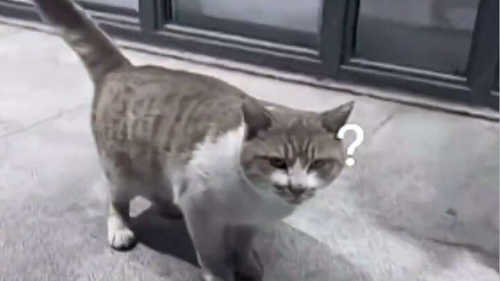 Cat: Is this guy throwing money around?