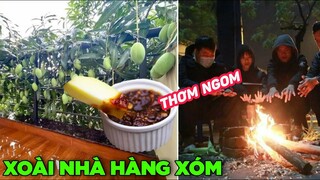 Cây xoài nhà hàng xóm tràn sang nhà🤤 , Miền bắc chuẩn bị đón không khí lạnh - Top comments  FB.