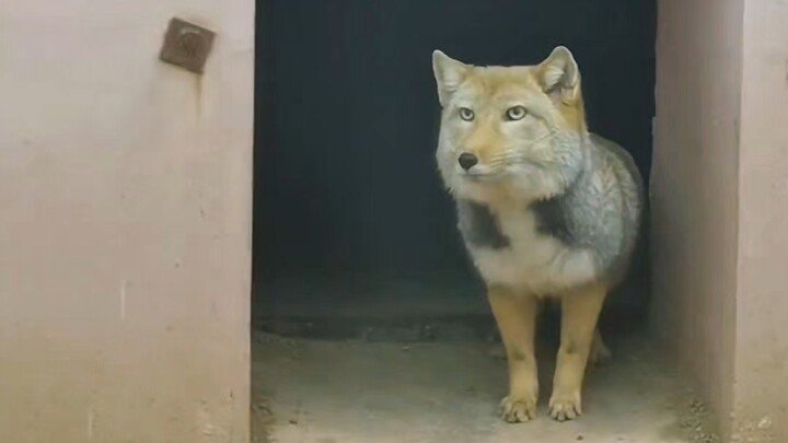 In one go, let’s find out which foxes bite and which don’t!