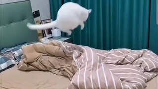 Cat air mattress