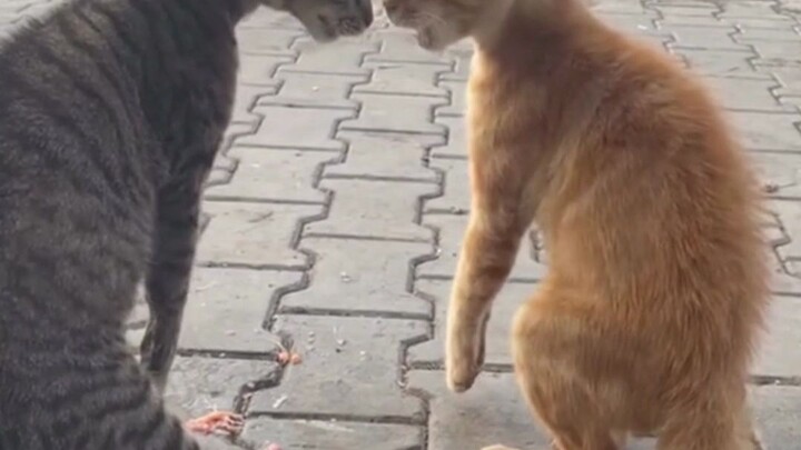 Perang kata-kata si kucing ini