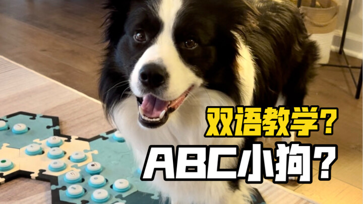 Apa itu ABC Puppy? Mengapa menggunakan pengajaran bilingual?